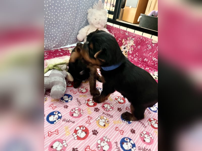 Yorkshire Terrier Welpen aus VDH Zucht