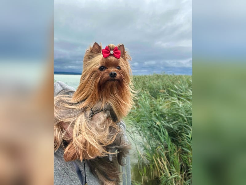 Reinrassige Yorkshire Terrier Hündin