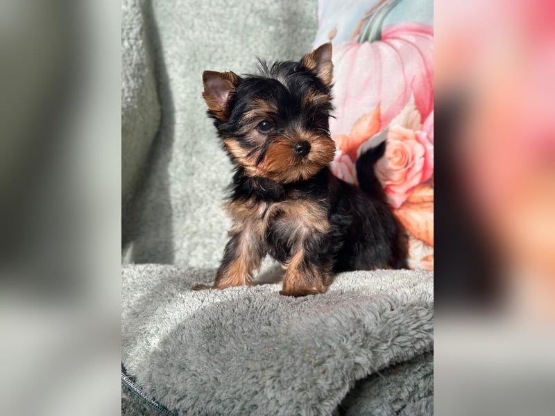 Kleine Yorkshire Terrier Rüde
