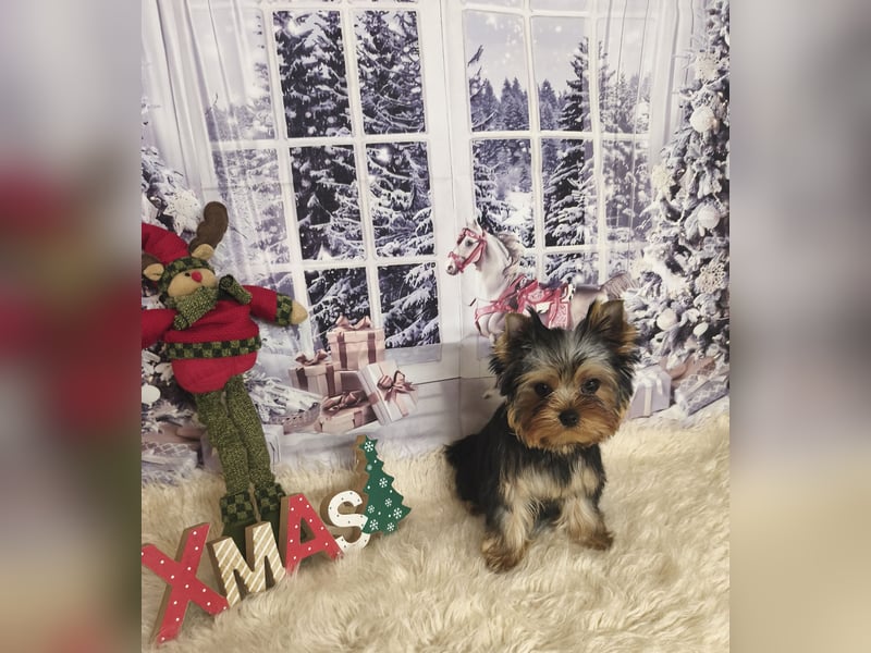 Reinrassige  Yorkshire Terrier Hündin