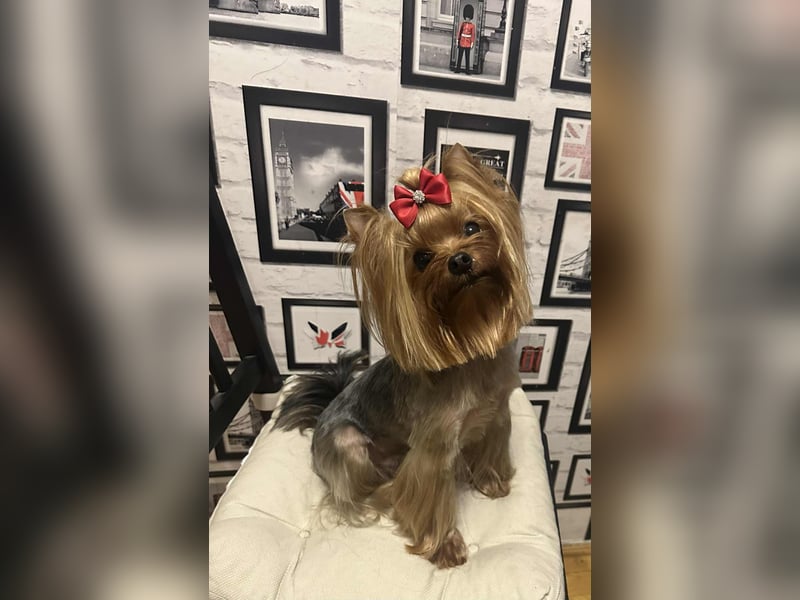 Reinrassige  Yorkshire Terrier Hündin