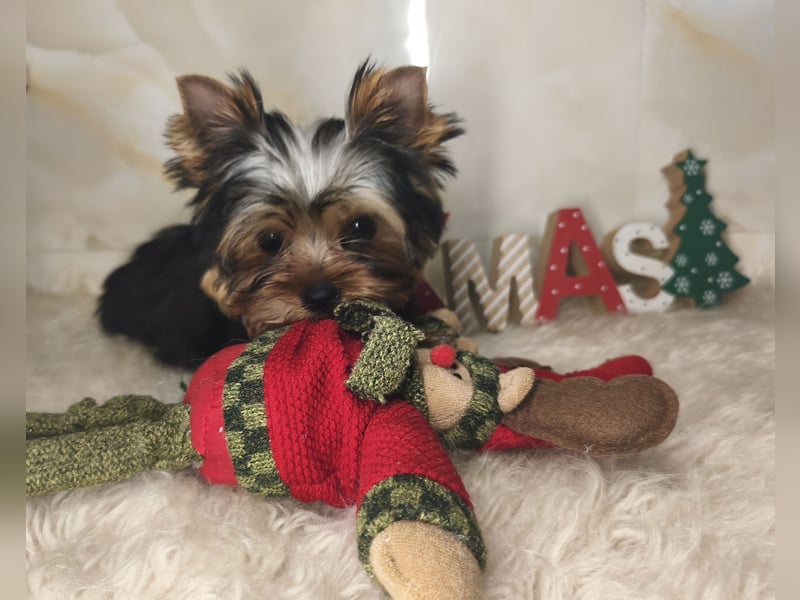Reinrassige  Yorkshire Terrier Hündin