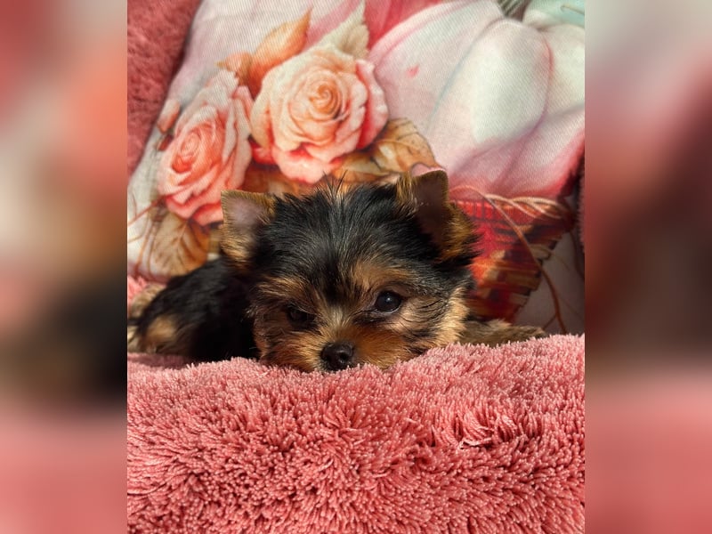 Reinrassige Yorkshire Terrier Hündin