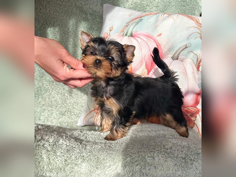 Kleine Yorkshire Terrier Rüde