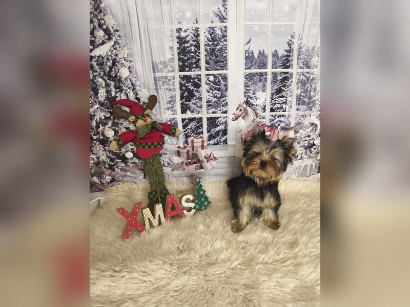 Reinrassige  Yorkshire Terrier Hündin
