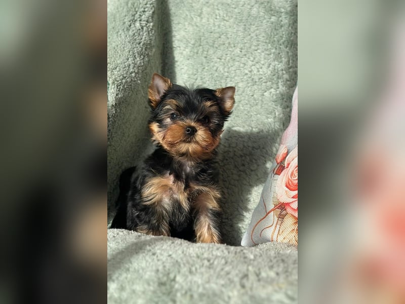 Kleine Yorkshire Terrier Rüde