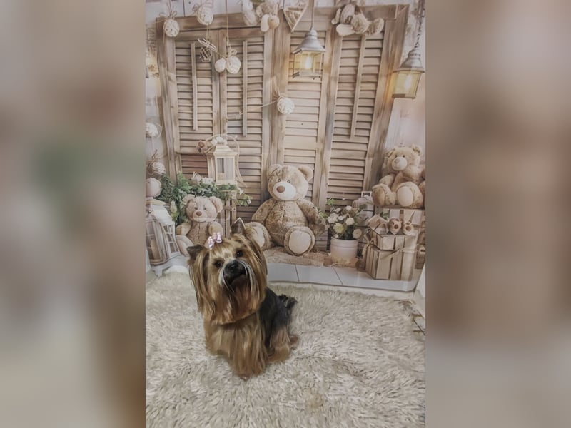 Reinrassige  Yorkshire Terrier Hündin