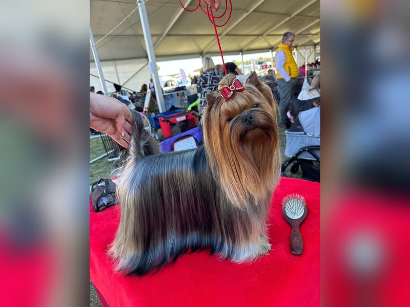 Reinrassige Yorkshire Terrier Hündin