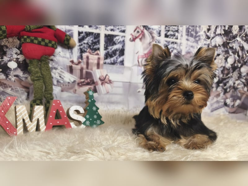 Reinrassige  Yorkshire Terrier Hündin