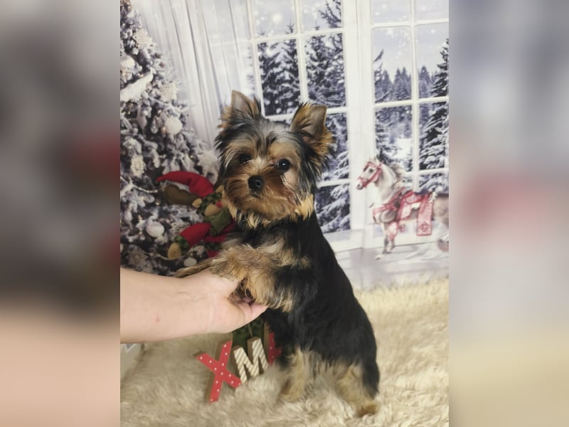 Reinrassige  Yorkshire Terrier Hündin