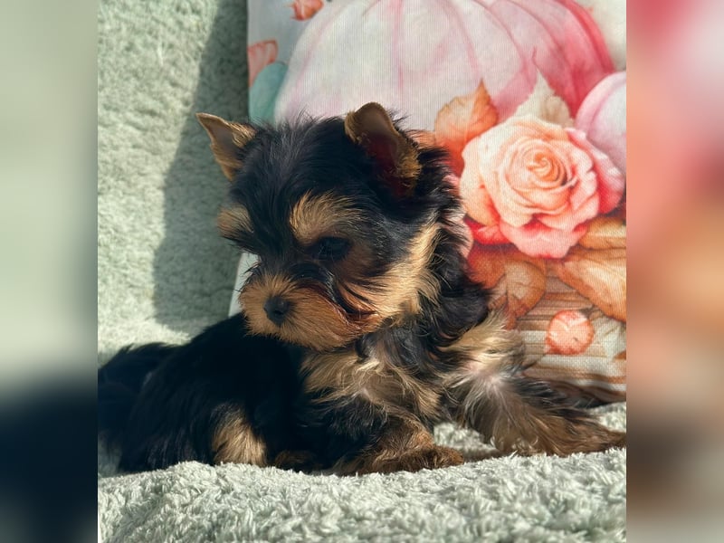 Kleine Yorkshire Terrier Rüde