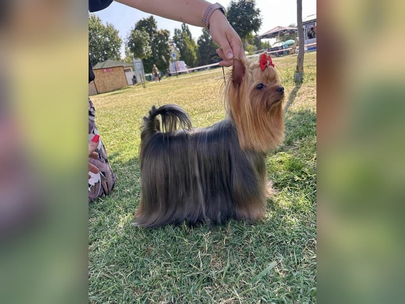 Reinrassige Yorkshire Terrier Hündin