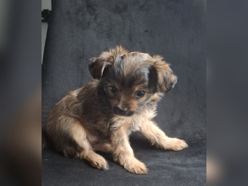  Yorkshire Terrier Welpen – Rüde & Hündin suchen ein liebevolles Zuhause 