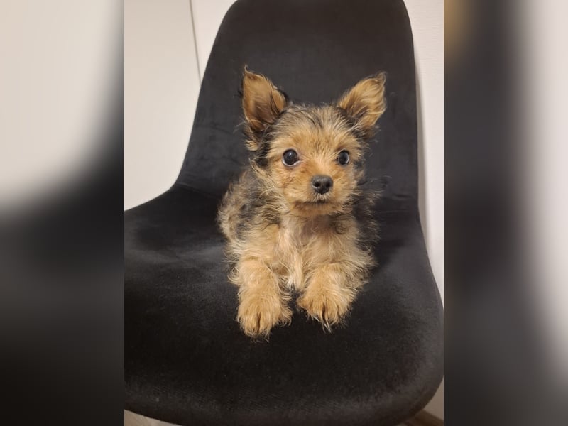 Süße Yorkshire terrier Hündin-3 Monate alt-sucht ein liebevolles Zuhause
