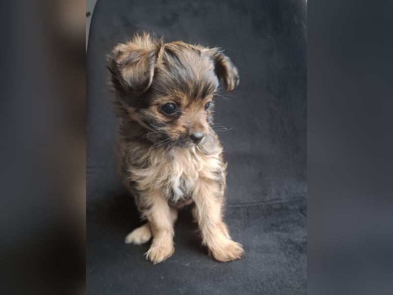  Yorkshire Terrier Welpen – Rüde & Hündin suchen ein liebevolles Zuhause 