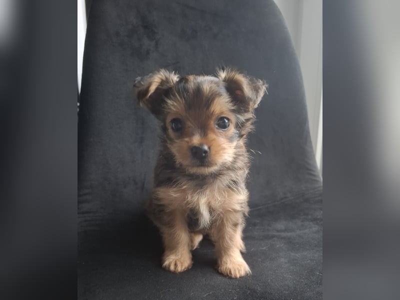  Yorkshire Terrier Welpen – Rüde & Hündin suchen ein liebevolles Zuhause 