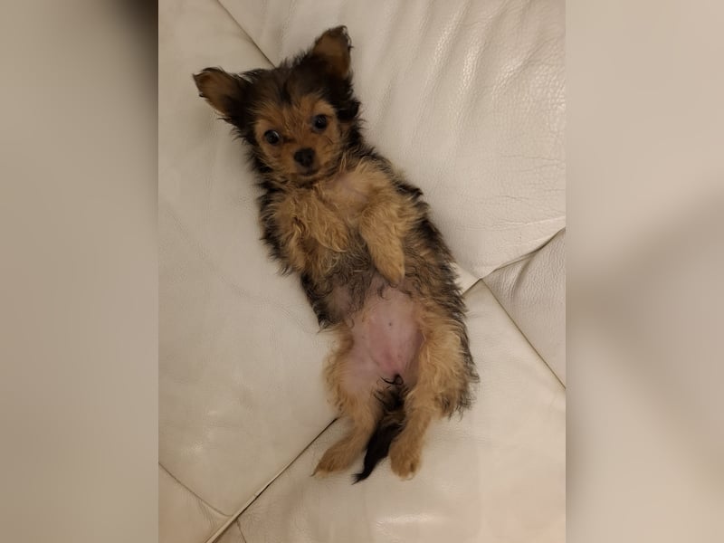 Süße Yorkshire terrier Hündin-3 Monate alt-sucht ein liebevolles Zuhause
