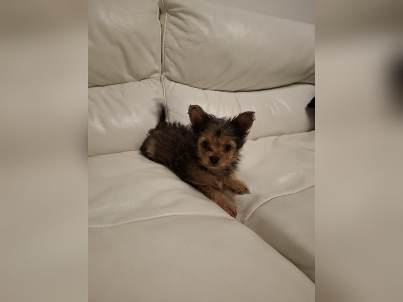 Süße Yorkshire terrier Hündin-3 Monate alt-sucht ein liebevolles Zuhause