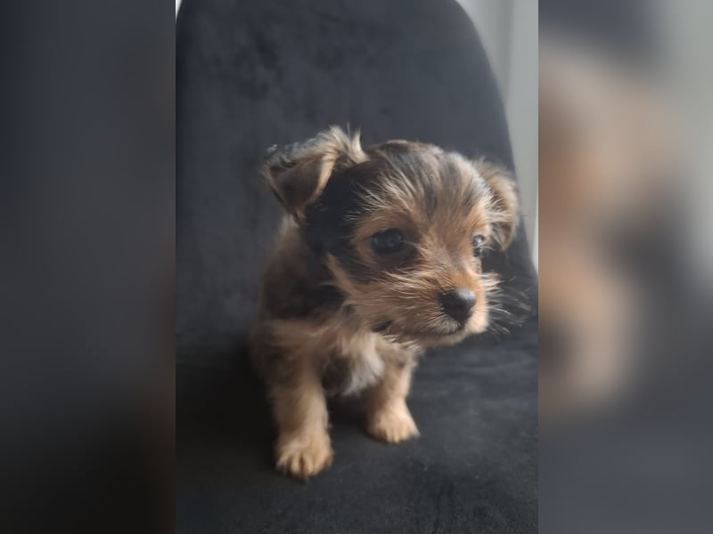  Yorkshire Terrier Welpen – Rüde & Hündin suchen ein liebevolles Zuhause 