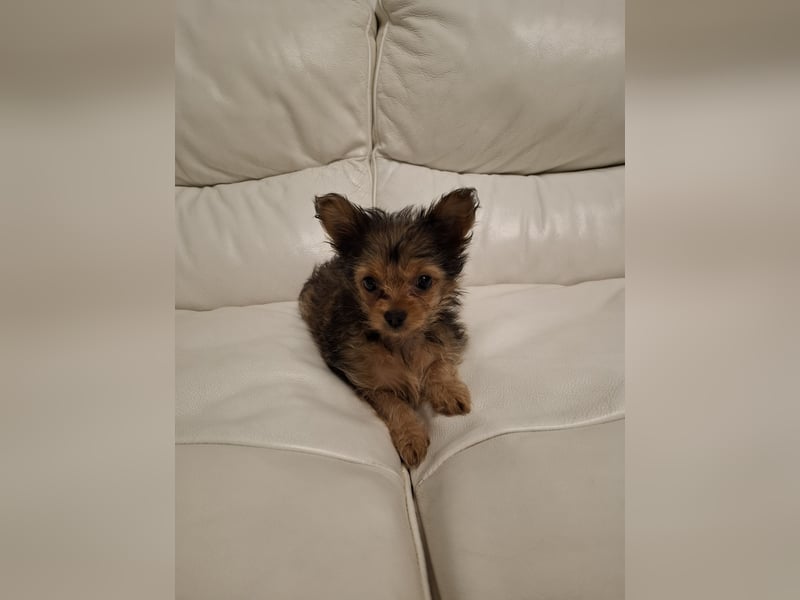 Süße Yorkshire terrier Hündin-3 Monate alt-sucht ein liebevolles Zuhause
