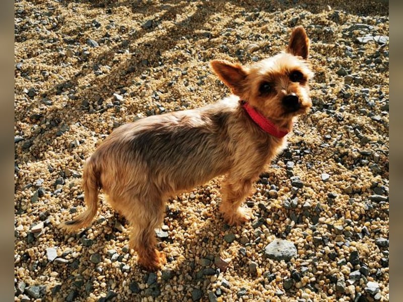 Trixie, Yorkshire Terrier, geb. 2012, goldige, kleine Seniorin