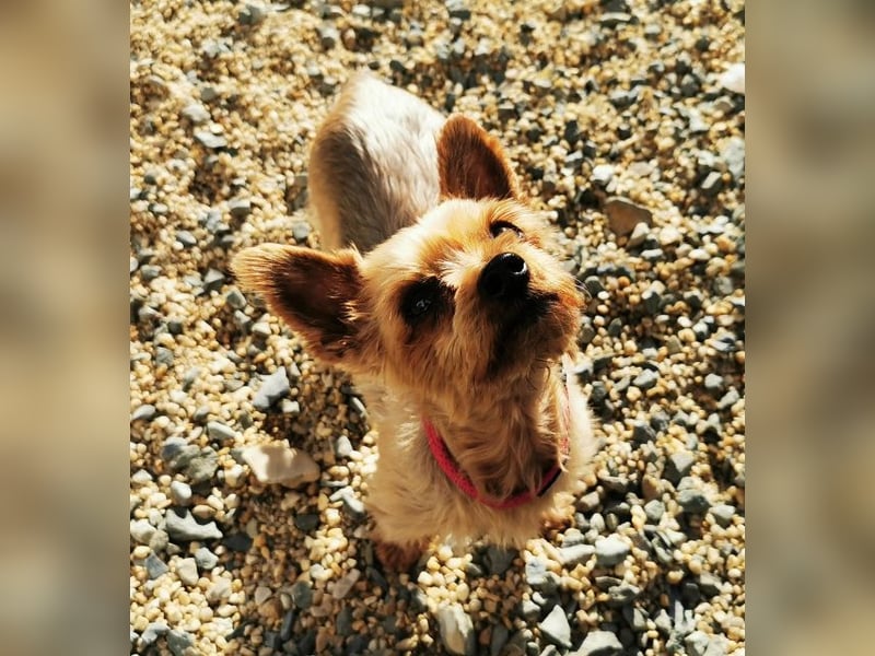 Trixie, Yorkshire Terrier, geb. 2012, goldige, kleine Seniorin