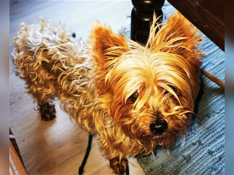 Trixie, Yorkshire Terrier, geb. 2012, goldige, kleine Seniorin