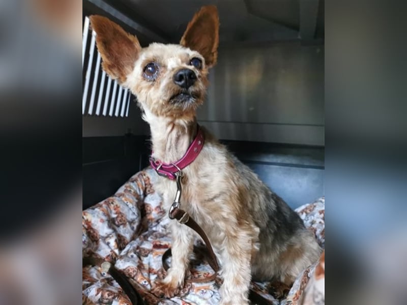 Trixie, Yorkshire Terrier, geb. 2012, goldige, kleine Seniorin