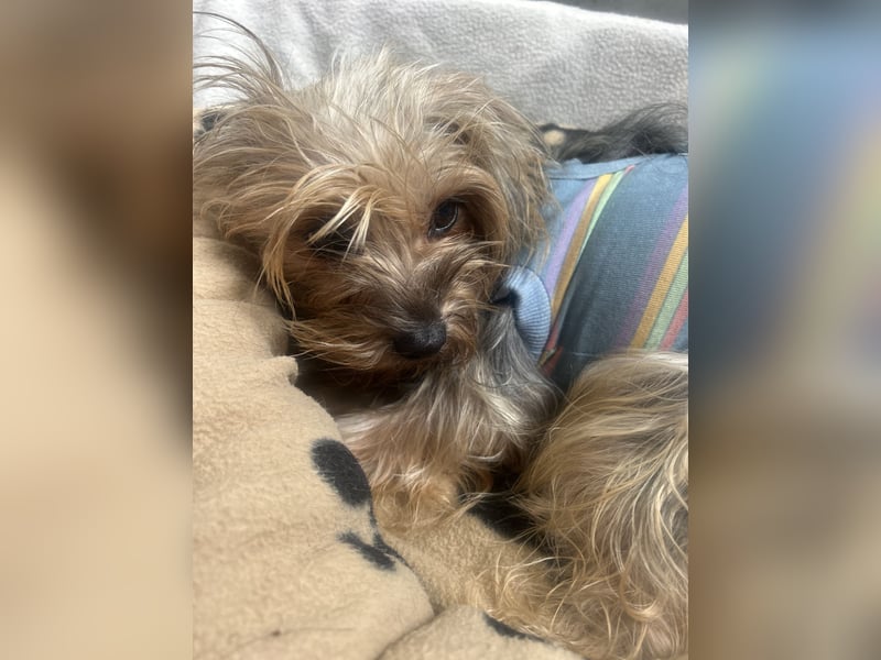 Yorkshier Terrier Lua wartet in Portugal auf ihr Happy End!