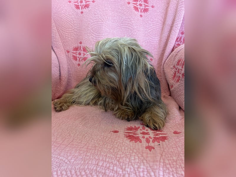 Yorkshier Terrier Lua wartet in Portugal auf ihr Happy End!