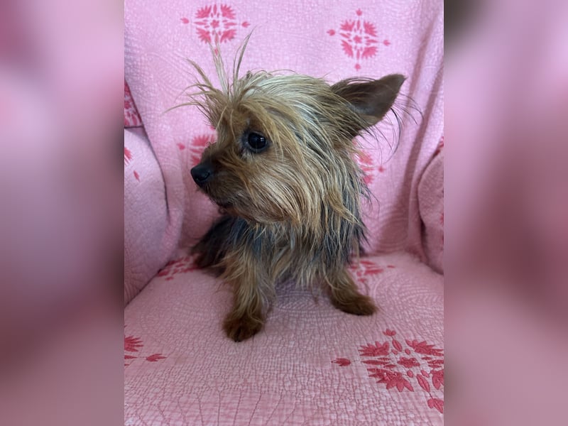 Yorkshire Terrier Lola wartet in Portugal auf ihr Happy End!