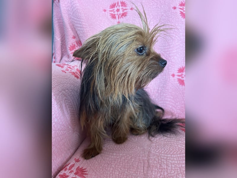 Yorkshire Terrier Lola wartet in Portugal auf ihr Happy End!