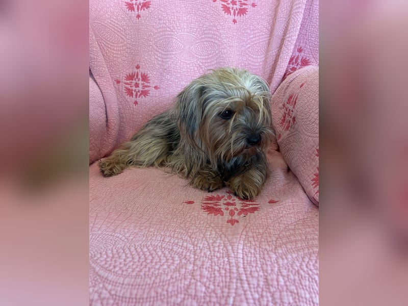 Yorkshier Terrier Lua wartet in Portugal auf ihr Happy End!