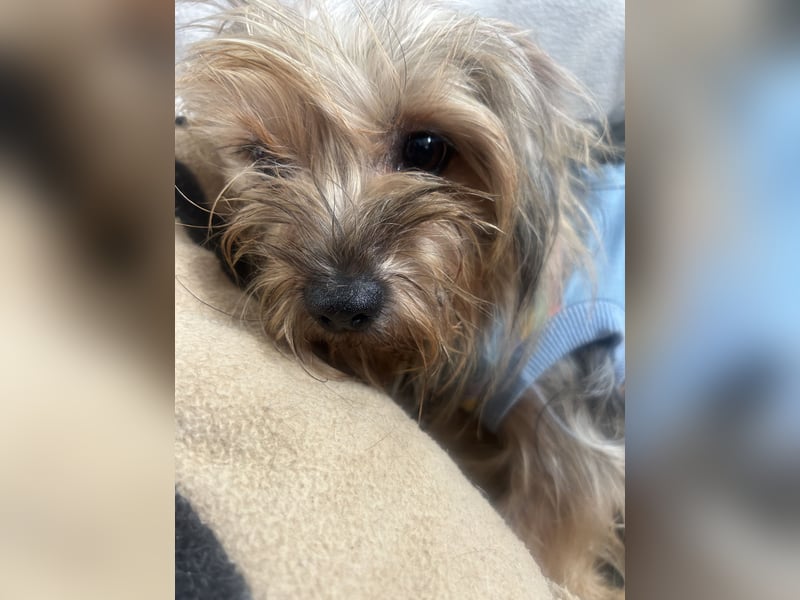 Yorkshier Terrier Lua wartet in Portugal auf ihr Happy End!