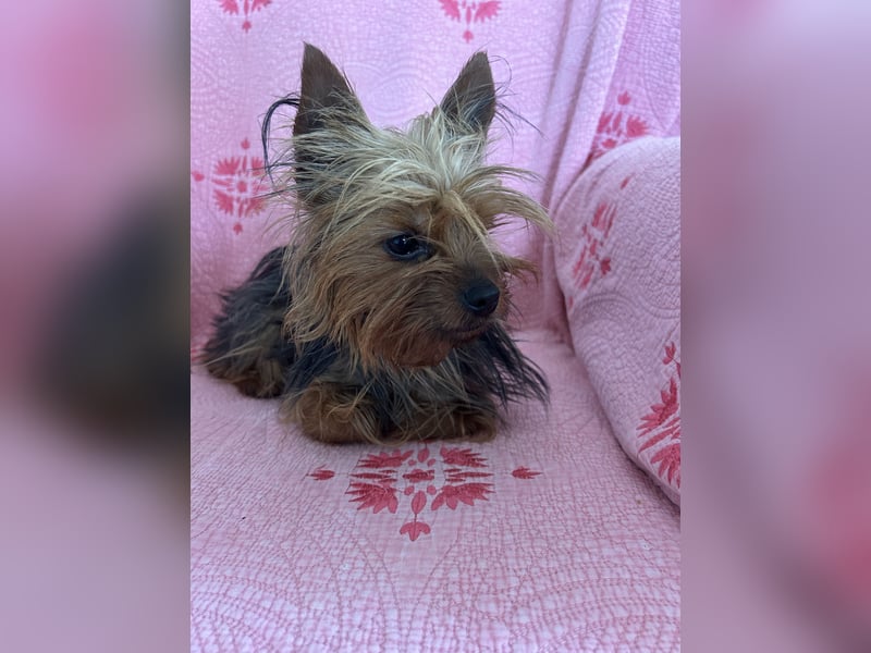 Yorkshire Terrier Lola wartet in Portugal auf ihr Happy End!