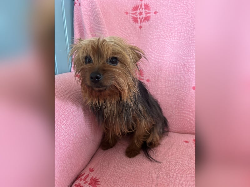 Yorkshire Terrier Lola wartet in Portugal auf ihr Happy End!