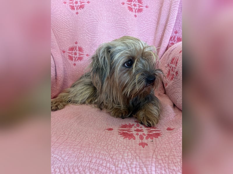 Yorkshier Terrier Lua wartet in Portugal auf ihr Happy End!