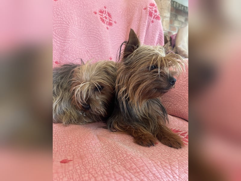 Yorkshier Terrier Lua wartet in Portugal auf ihr Happy End!