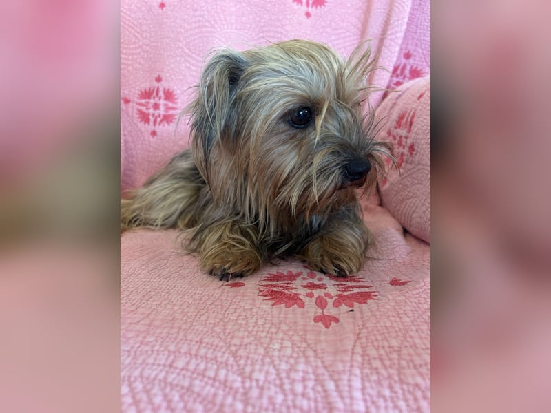 Yorkshier Terrier Lua wartet in Portugal auf ihr Happy End!