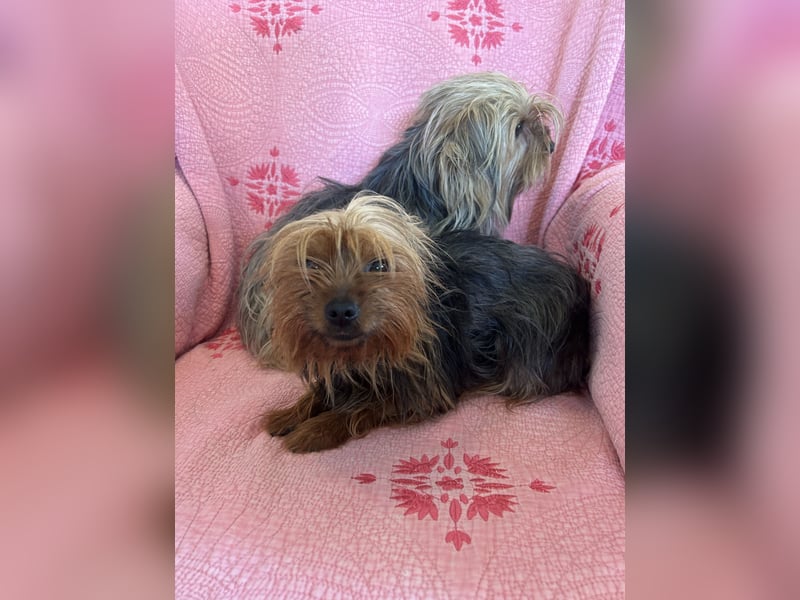 Yorkshier Terrier Lua wartet in Portugal auf ihr Happy End!