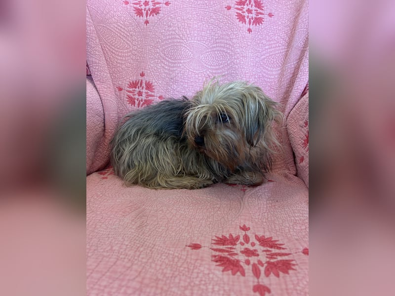 Yorkshier Terrier Lua wartet in Portugal auf ihr Happy End!