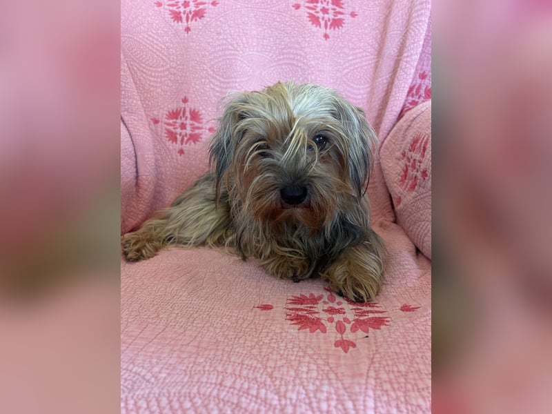 Yorkshier Terrier Lua wartet in Portugal auf ihr Happy End!