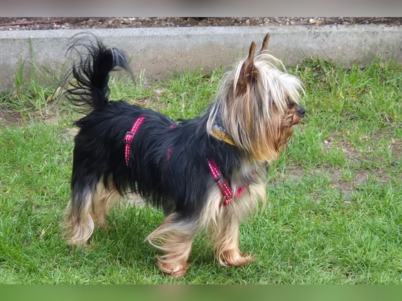 Nolly - anhängliche kleine Hündin - Tierhilfe Franken e.V.