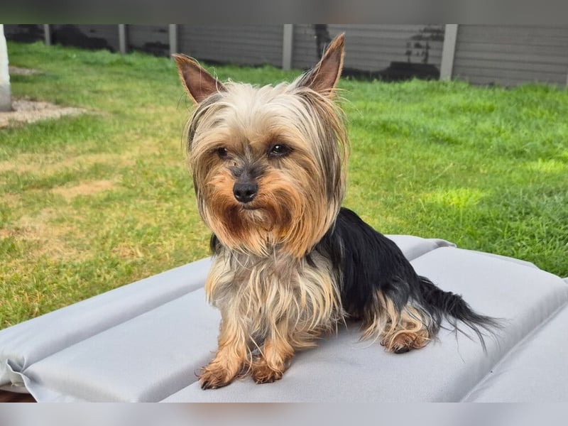 Nolly - anhängliche kleine Hündin - Tierhilfe Franken e.V.