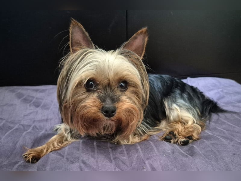 Nolly - anhängliche kleine Hündin - Tierhilfe Franken e.V.