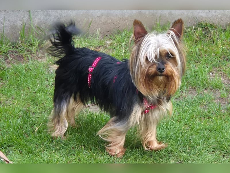 Nolly - anhängliche kleine Hündin - Tierhilfe Franken e.V.