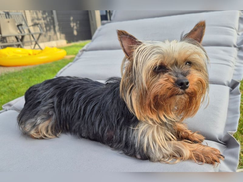 Nolly - anhängliche kleine Hündin - Tierhilfe Franken e.V.