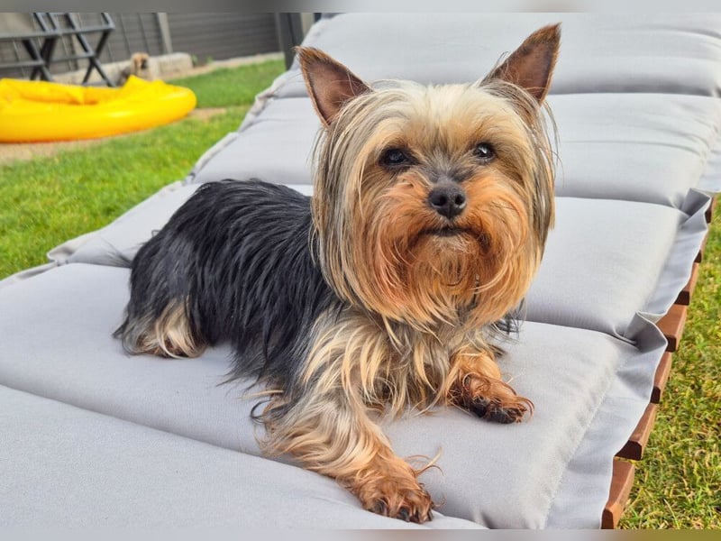 Nolly - anhängliche kleine Hündin - Tierhilfe Franken e.V.