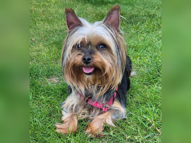 Nolly - anhängliche kleine Hündin - Tierhilfe Franken e.V.