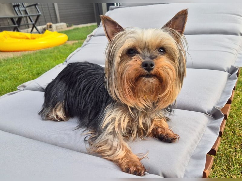 Nolly - anhängliche kleine Hündin - Tierhilfe Franken e.V.